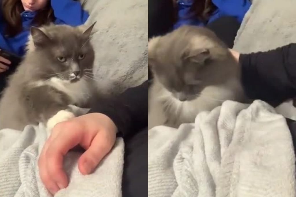 Пушистая кошка потребовала от хозяина ласки и попала на видео