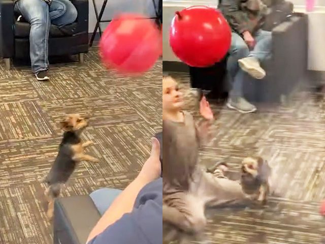 Забавный щенок решил поиграть с воздушным шариком и попал на видео