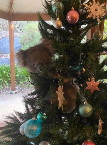 Лучшее праздничное украшение: женщина нашла елке живую коалу
