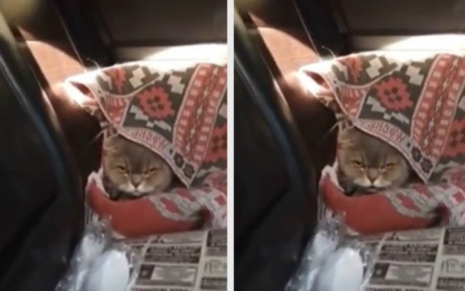 «Просился домой»: котейка пожаловался хозяевам после похода к ветеринару