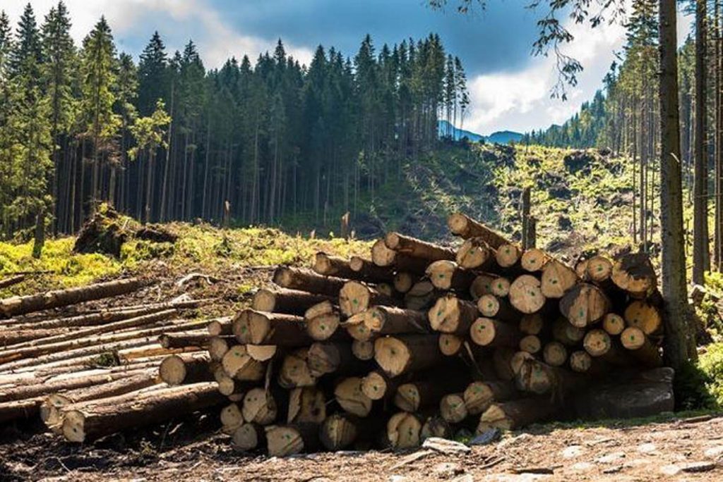 Кабмин ограничил вырубку леса в Карпатах