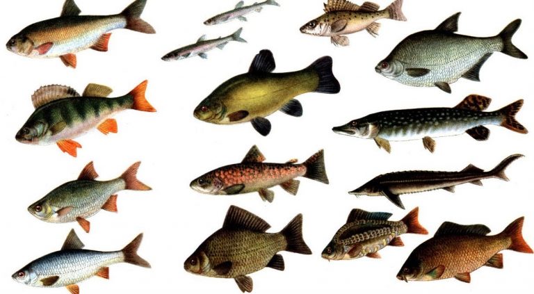 Диетологи рассказали о пользе употребления разных видов рыбы
