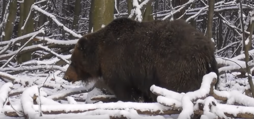 В Галицком природном парке медведи готовятся к зимней спячке