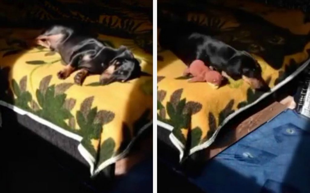 Пёс нежился на солнце, не выходя из дому: опубликовано забавное видео