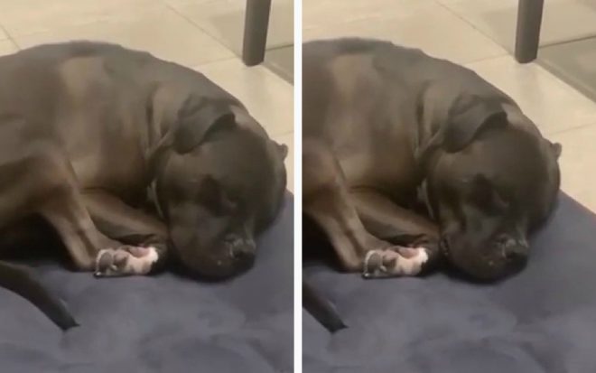 Пёс уснул и бормотал во сне: опубликовано уморительное видео