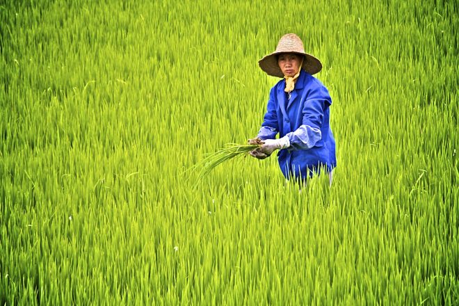 Китайские археологи обнаружили доисторические рисовые поля