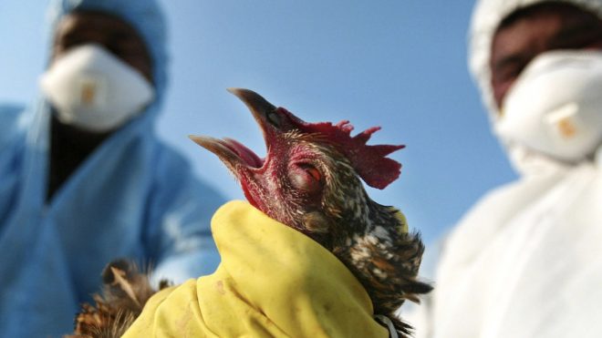 В Японии из-за вспышки птичьего гриппа уничтожат более 11 тысяч пернатых