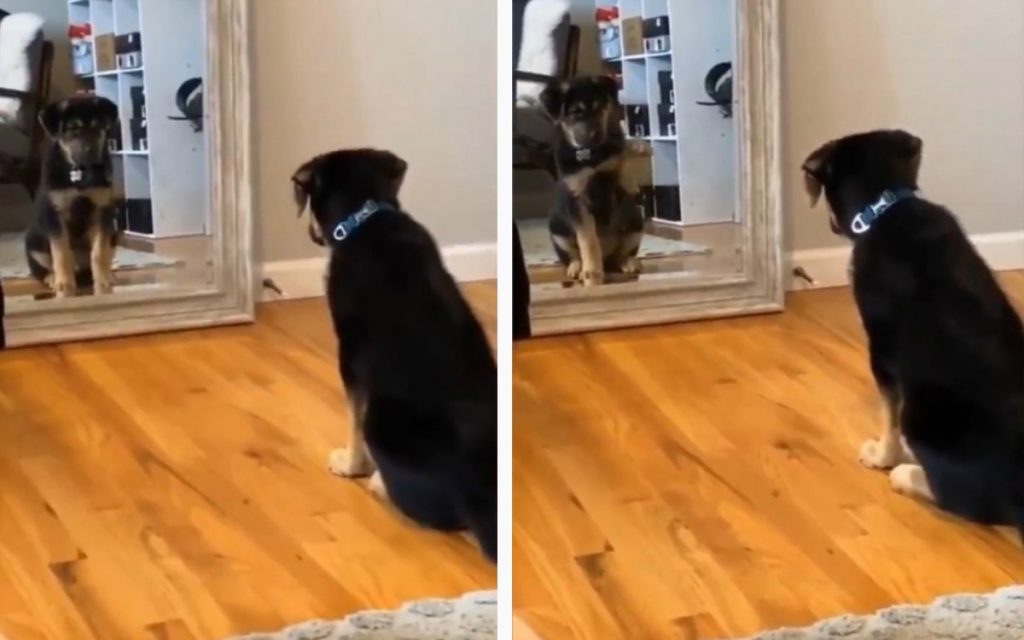 «Ми-ми-ми»: щенок поздоровался со своим отражением в зеркале