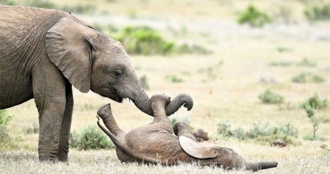 «Как дети»: Игры африканских слонов показали в Сети