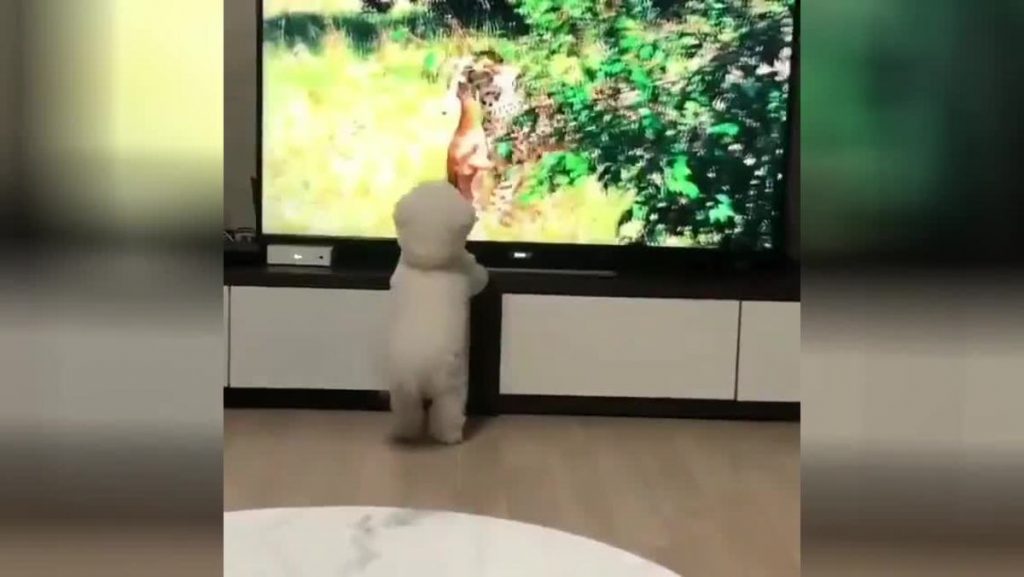 Собачка копировала леопарда, насмотревшись телевизора