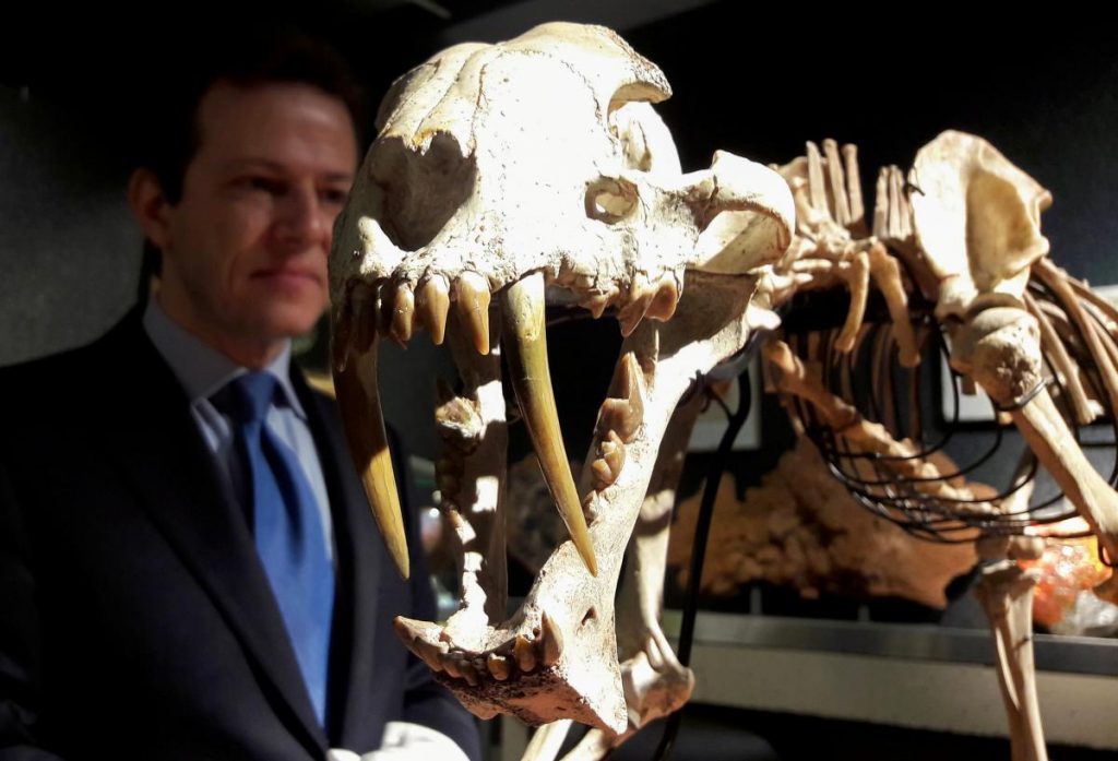 Скелет редкого тигра возрастом  около 37 миллионов лет выставили на аукцион в Швейцарии