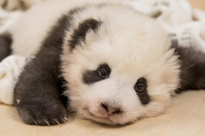 Нападение детеныша панды на смотрителя набрало миллионы просмотров
