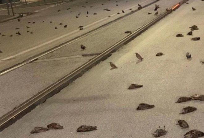 В Риме массовые новогодние фейерверки убили сотни птиц