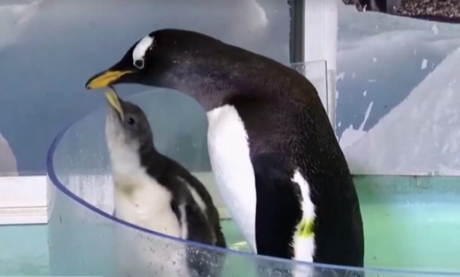 В зоопарке Мехико впервые в истории родился пингвин