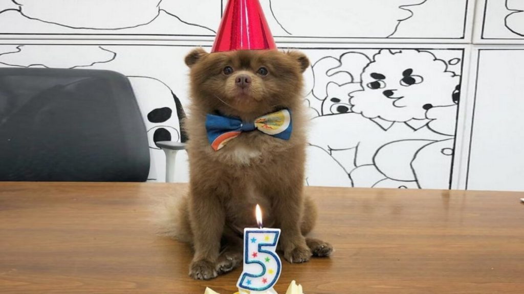 Похожий на медведя пес отпраздновал День рождения