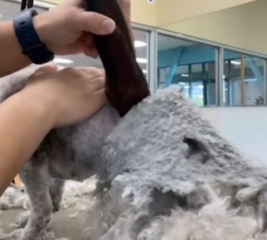 Забавная стрижка заросшей собаки попала на видео
