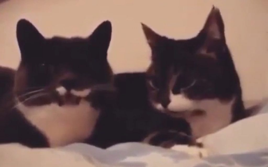 Два кота рассмешили Сеть своей содержательной беседой