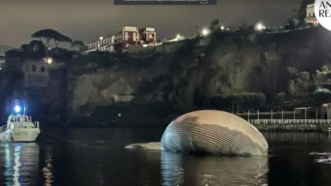 На берегу в Италии нашли мертвого кита