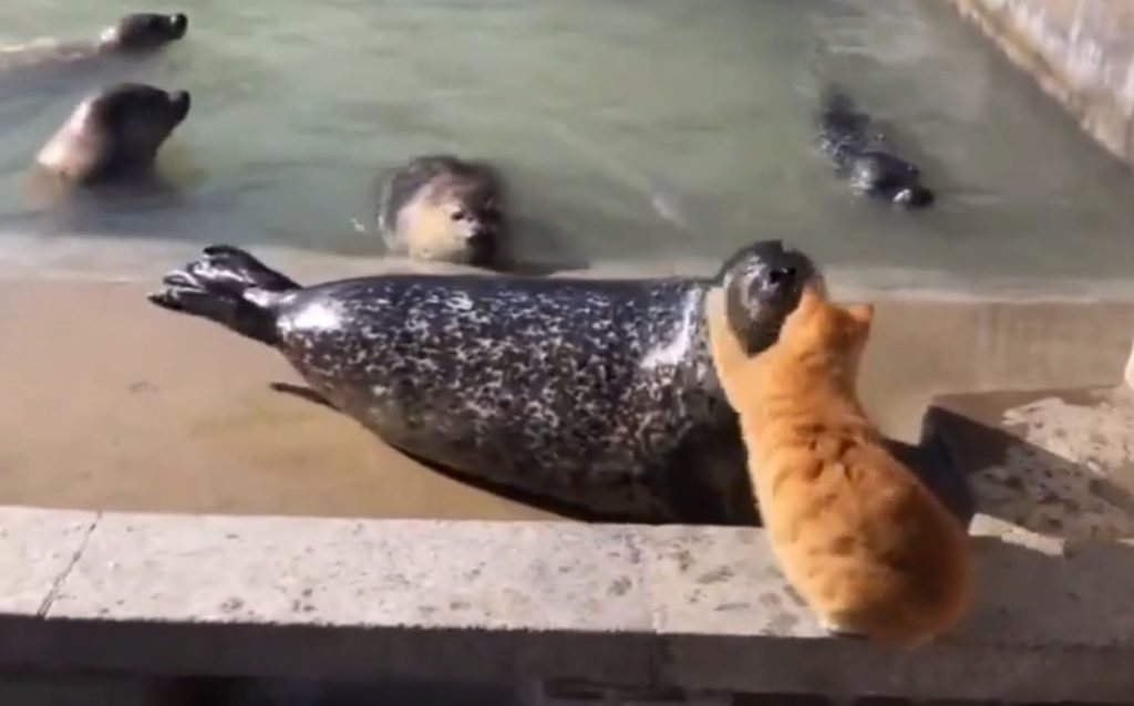 Рыжий кот отвесил оплеуху наглому тюленю