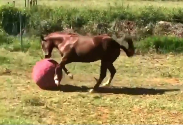 Лошадь удивила владением мячом