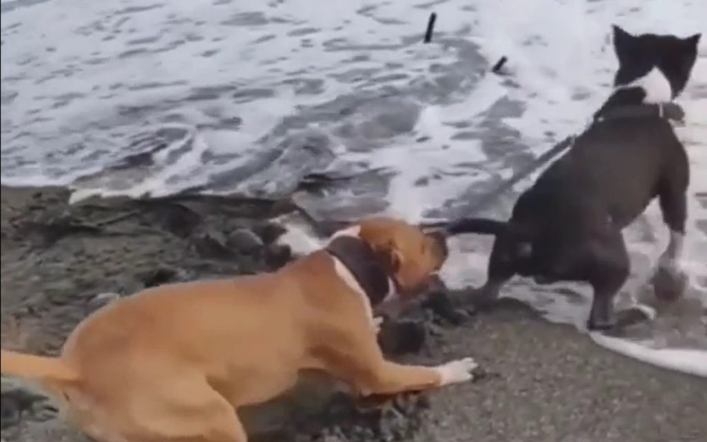 Собака не пустила сородича в море: забавное видео