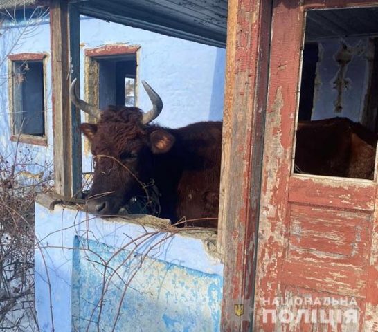 В Одессе мужчина морил голодом коров и держал на морозе