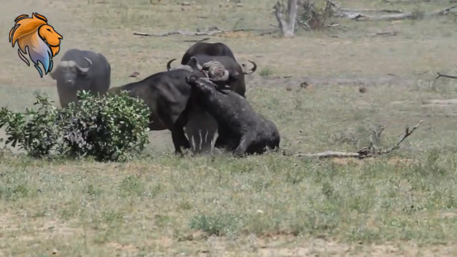В ЮАР пятеро буйволов дрались за территорию