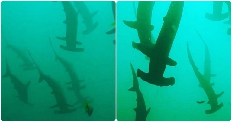 Дайвера в Австралии окружили акулы-молоты