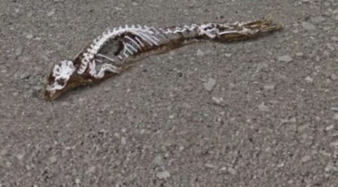 В Антарктиде обнаружили скелет доисторического животного