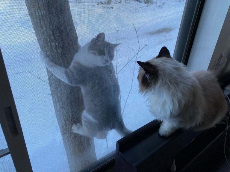 Фото кота, заглядывающего в окно, стало вирусным
