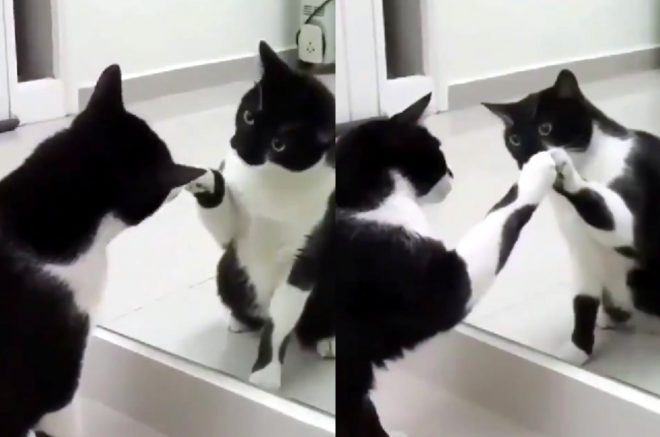 Самовлюбленный кот «завис» перед зеркалом