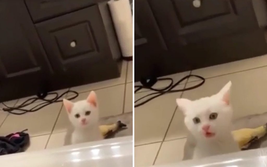 Вид голого хозяина в ванной шокировал котенка