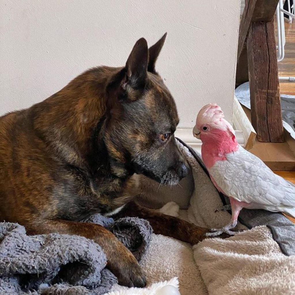 Пес нашел раненого попугая и стал его лучшим другом