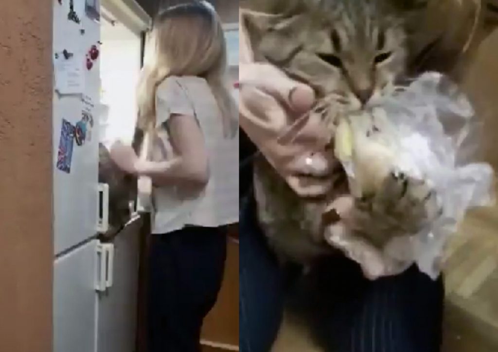 Наглый кот решил украсть картошку из холодильника и рассмешил Сеть
