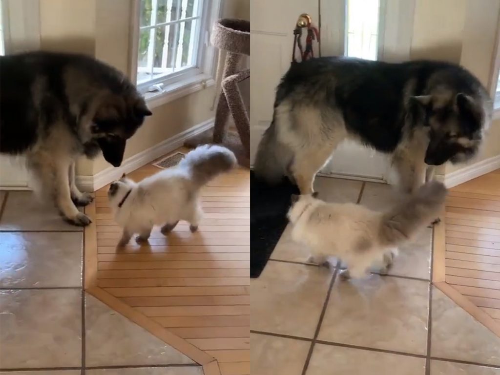 «Подлый кусь!»: Кошка цапнула собаку за лапу и рассмешила Сеть