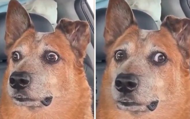 Пес был шокирован, когда его вместо собачьего парка отвезли к ветеринару