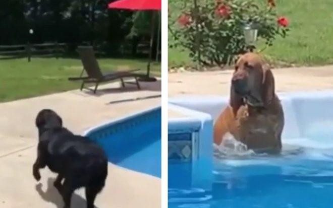Самый ленивый в мире пес попал на видео