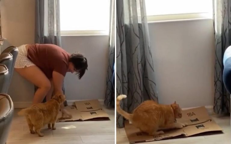 Мужчина показал коту, как правильно точить когти и рассмешил Сеть