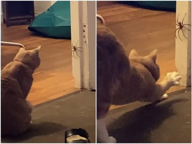 В Австралии кошка затеяла зрелищную драку с пауком