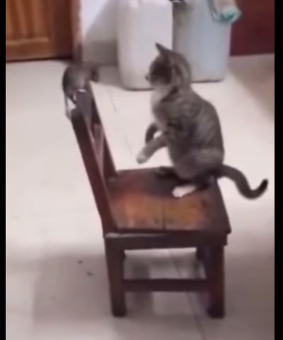 Кот дрался с крысой на стуле, но проиграл битву