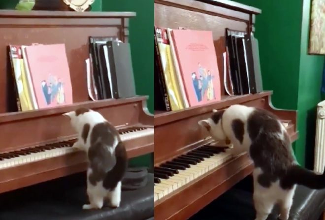 Кот изобразил лапами на пианино импровизацию