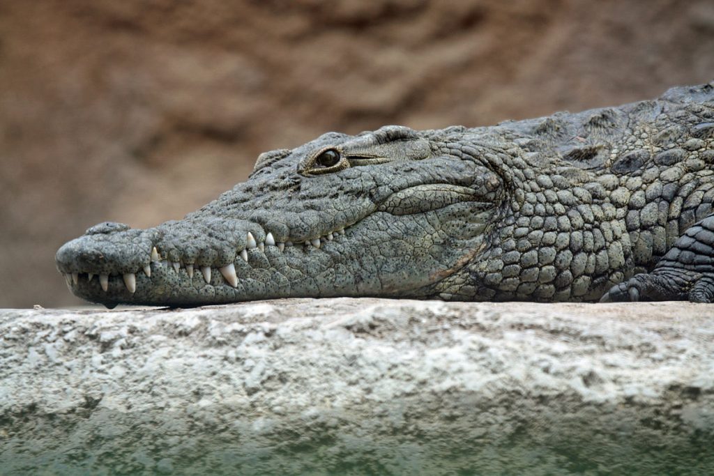 Крокодил укусил австралийца за голову