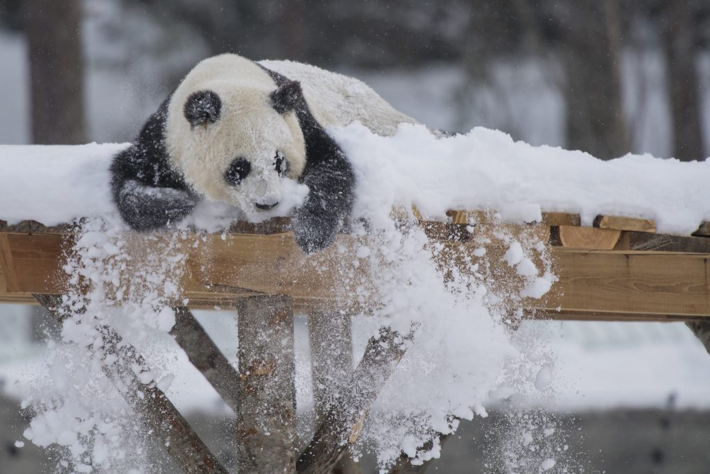 В Китае засняли поцеловавшихся панд