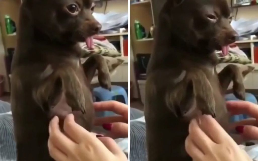 Пёс разомлел от массажа: забавное видео
