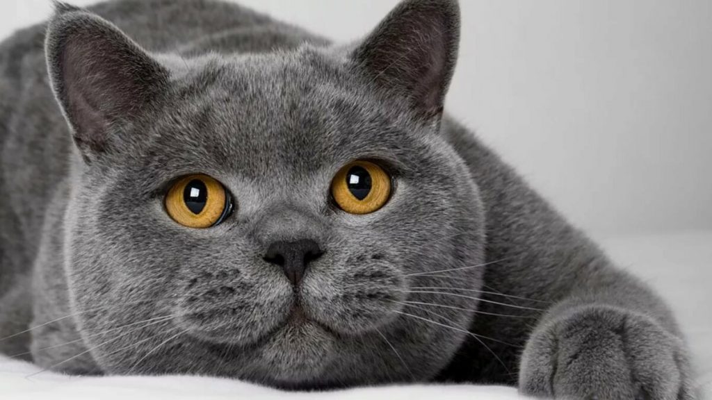Кошки с плоскими мордами не способны выражать эмоции &#8212; ученые