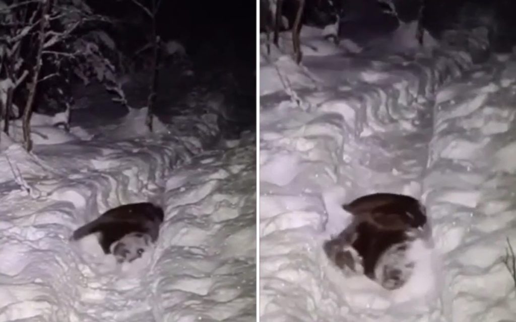 Собака показала мастер-класс по уборке снега