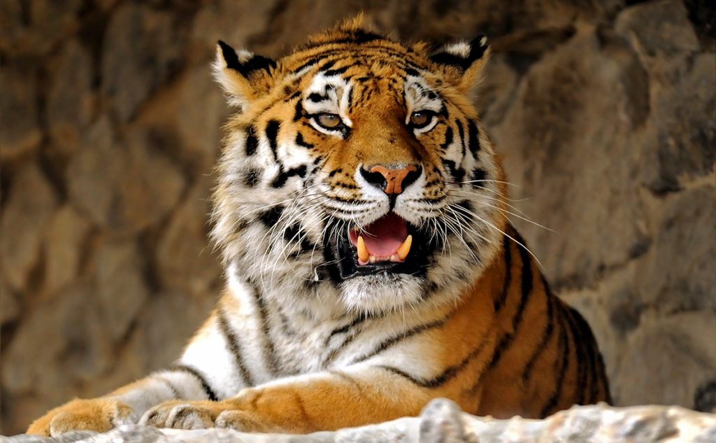В Непале тигр-людоед взломал железную клетку и сбежал