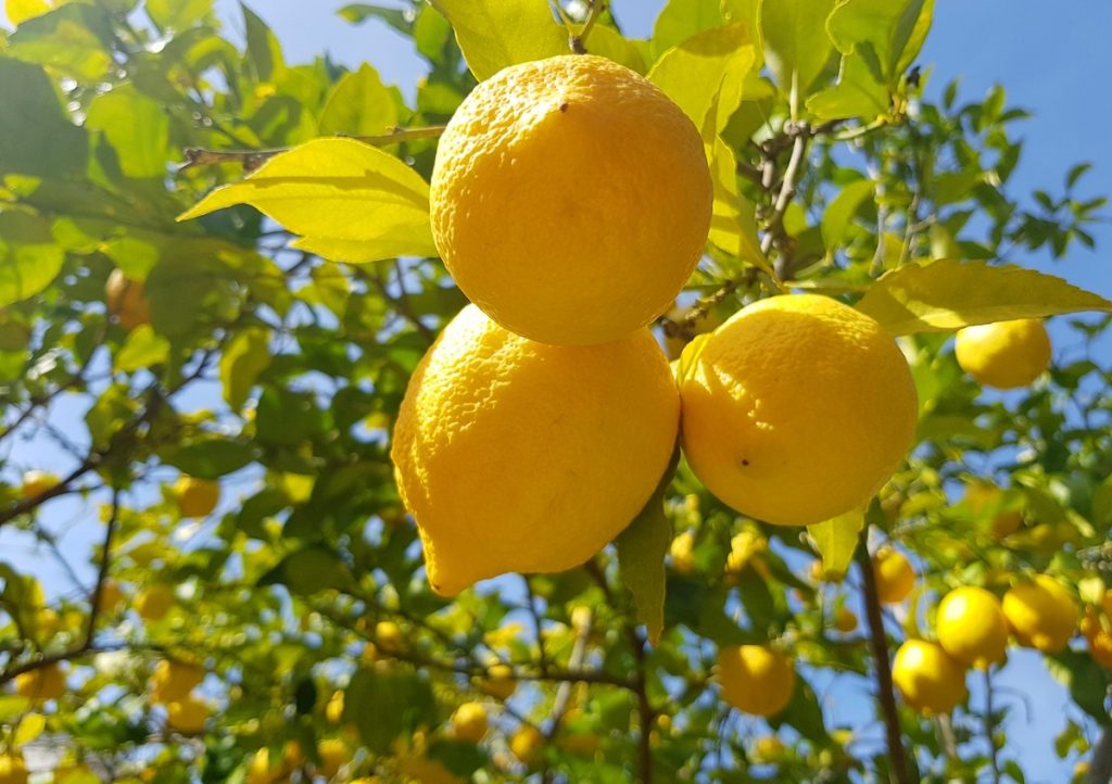 Врачи развенчали мифы о лимоне