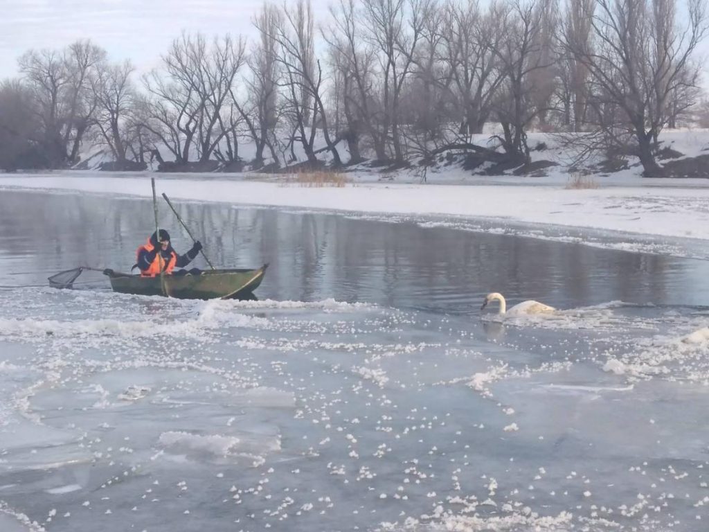 В Одесской области спасли лебедя из ледяной ловушки
