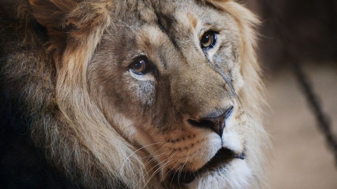 В Германии лев едва не убил сотрудницу зоопарка